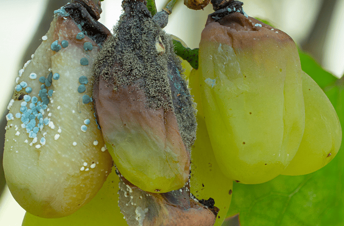 botrite uva da tavola 2 (1)