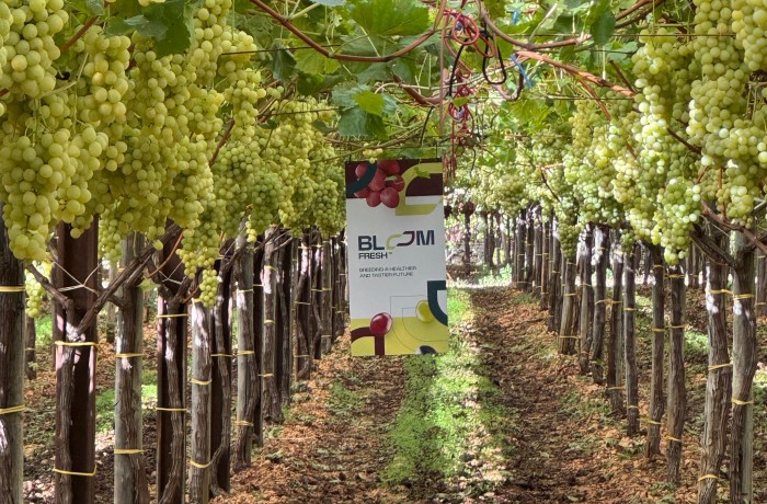 exhibition grape bloom