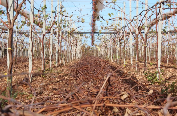 riposo vegetativo vite