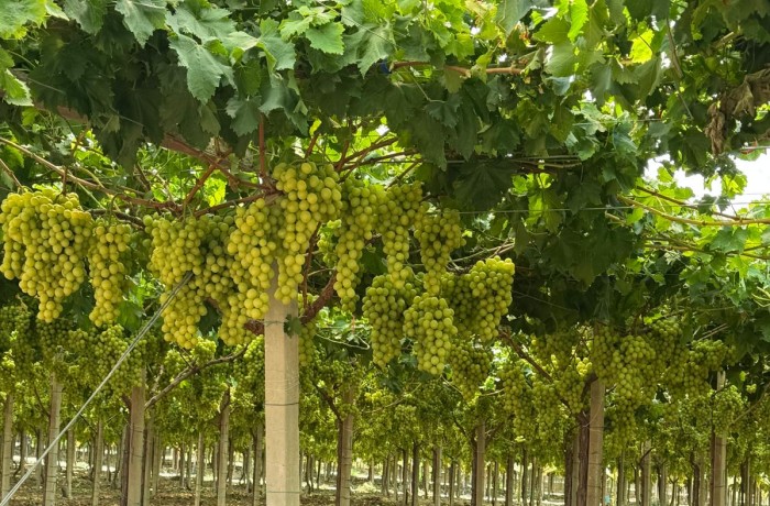 uva da tavola piante