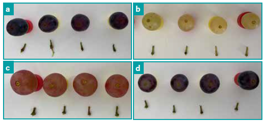 varietà uva ready to eat