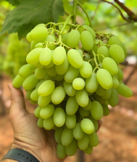 autumncrisp stagione dell'uva