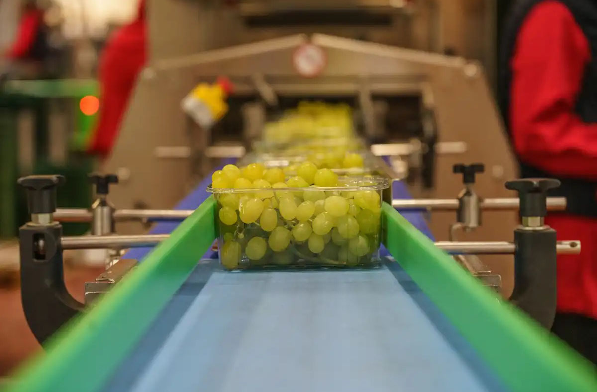 post raccolta uva da tavola