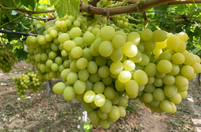 stagione dell'uva sicilia