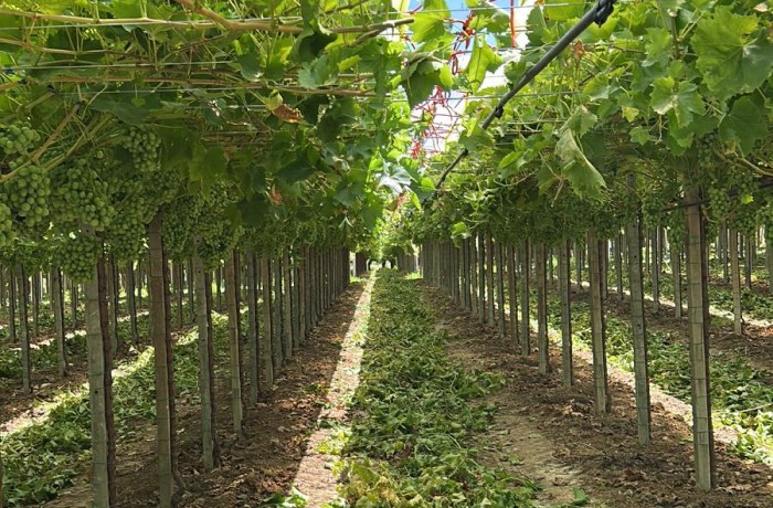 stagione uva da tavola