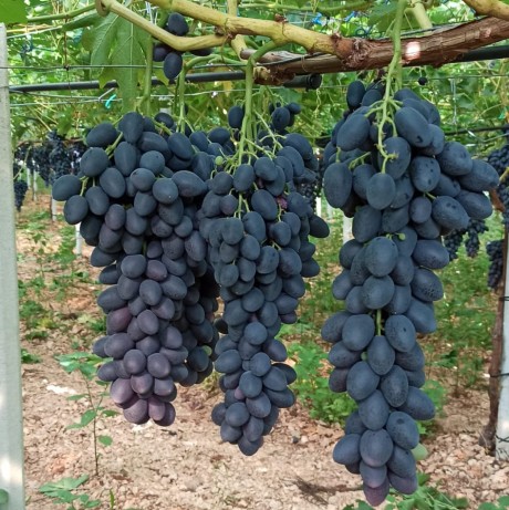 uva maula