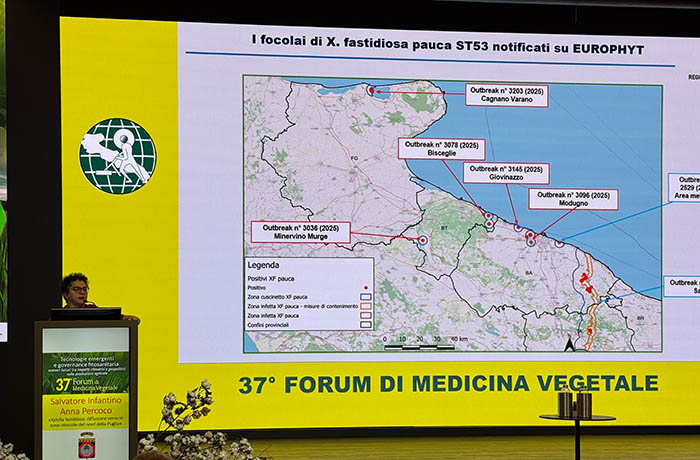 xylella su vite 1