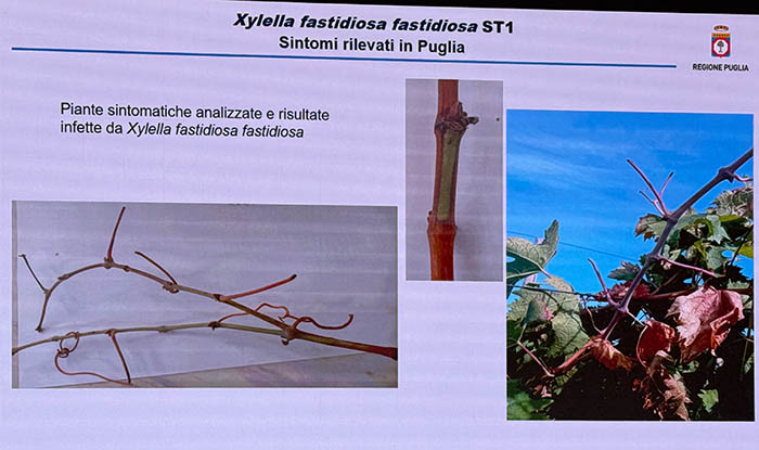 xylella su vite 2