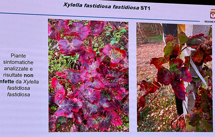 xylella su vite 3