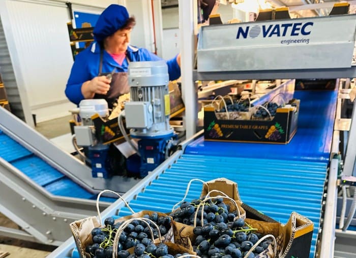 comparto dell'uva 2 (1)