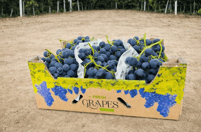 comparto dell'uva moldavia (1) (1)_compressed (2)