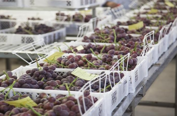 export-di-uva MERCOSUR