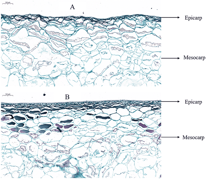 maggiore conservabilità - nano calcio craking nettarine (1)