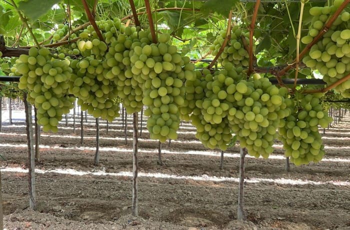 uva da tavola cotton candy (1)