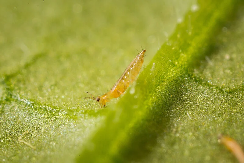 Frankliniella-occidentalis-spinosad
