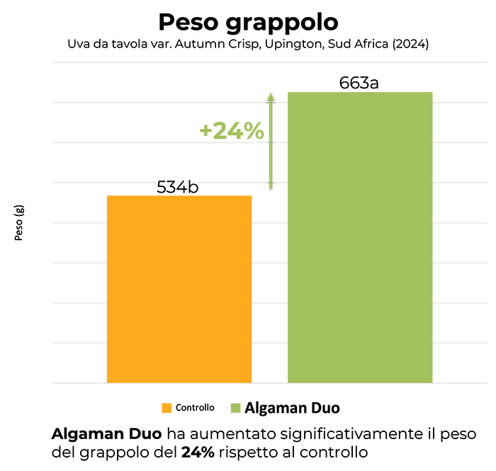 Algaman duo grafico1