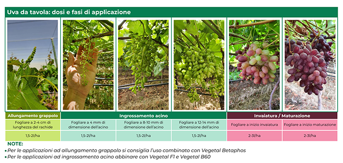 Algaman duo grafico10