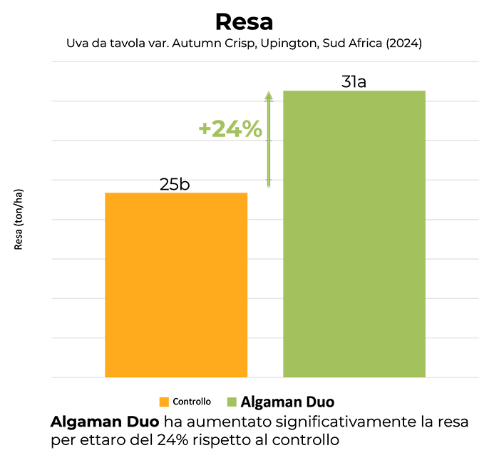 Algaman duo grafico2