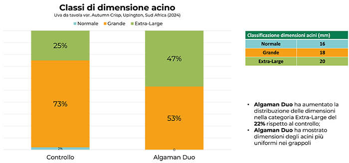 Algaman duo grafico3