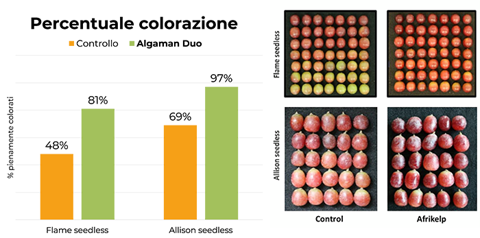 Algaman duo grafico4