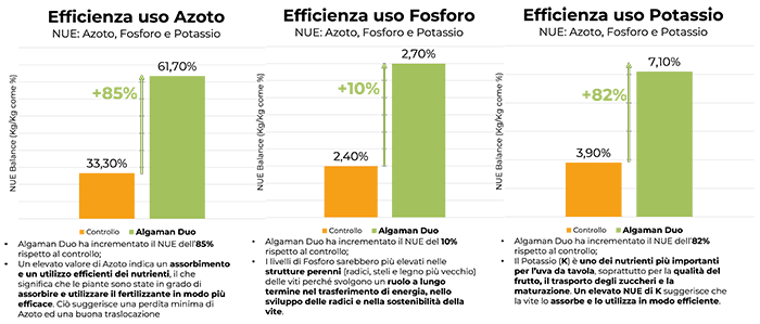 Algaman duo grafico9