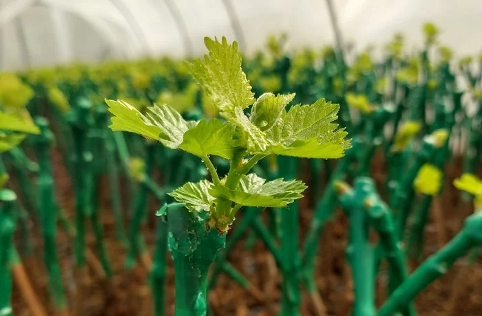 impianto del vigneto barbatelle