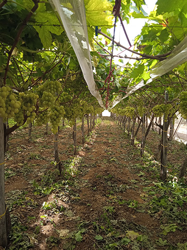 la nutrizione primaverile