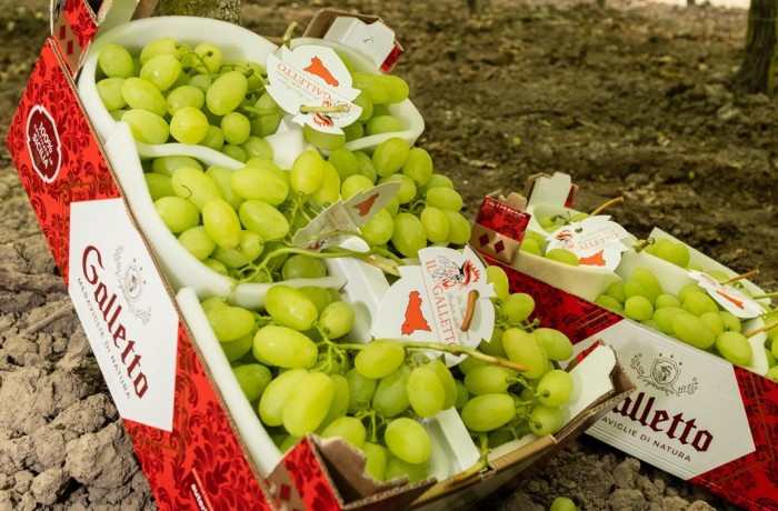 sicilia agricola uva da tavola