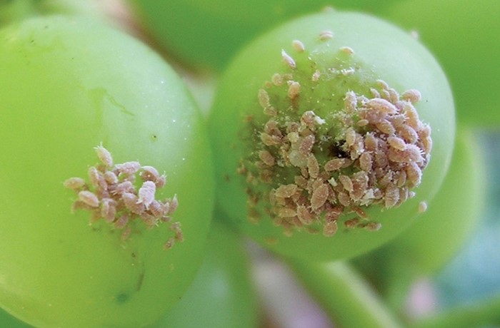 spirotetramat cocciniglie-della-vite