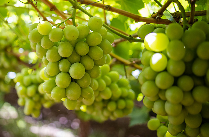 uva da tavola 1