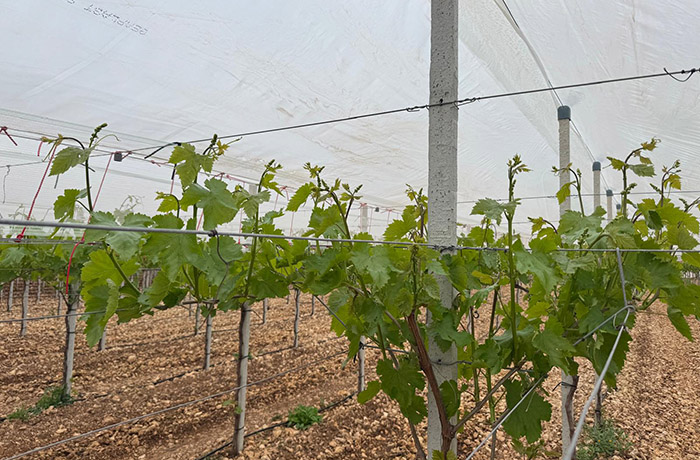 uva da tavola in puglia
