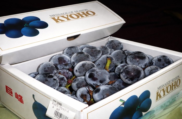 uva giapponese kyoho
