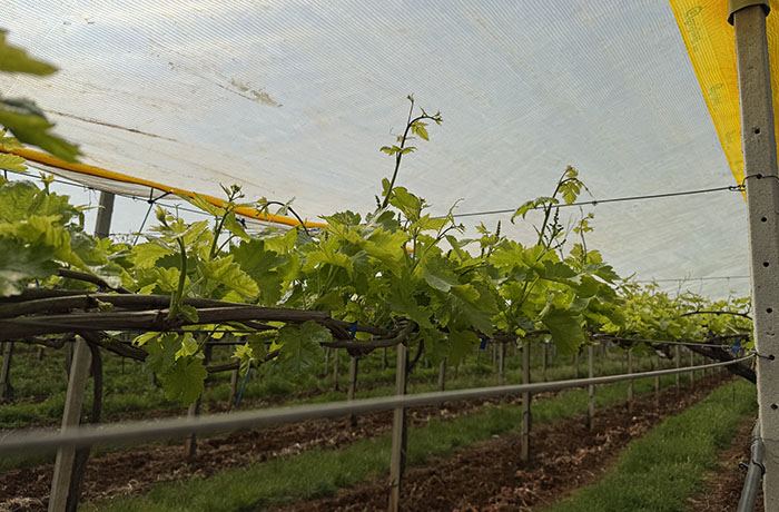 acqua in agricoltura 1