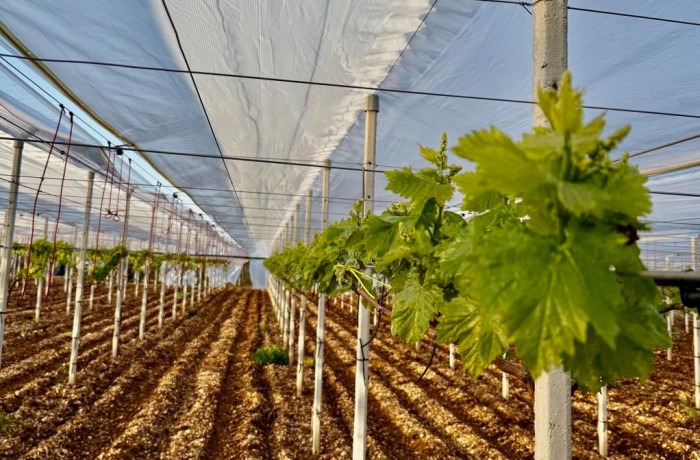 campagna viticola 26