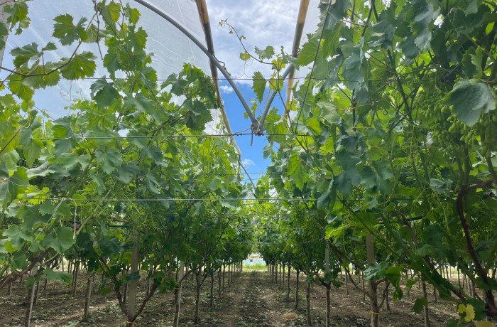 gasolio agricolo aprile 26