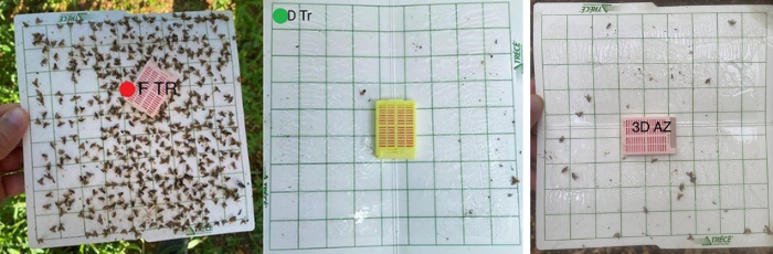 mosca mediterranea 10
