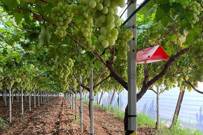 mosca mediterranea 3