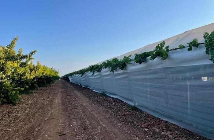 mosca mediterranea 4