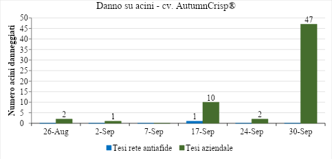 mosca mediterranea 5