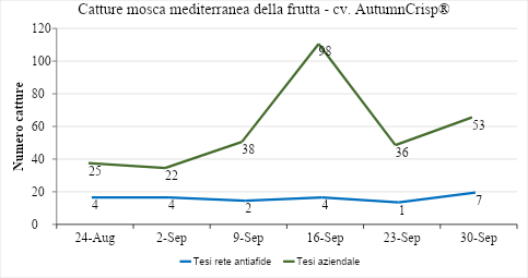 mosca mediterranea 7