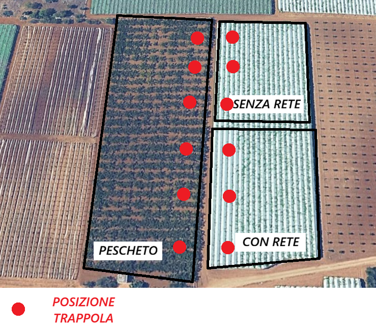 mosca mediterranea 9