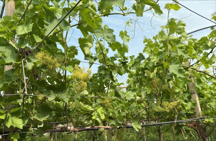 uva da tavola 2026 puglia