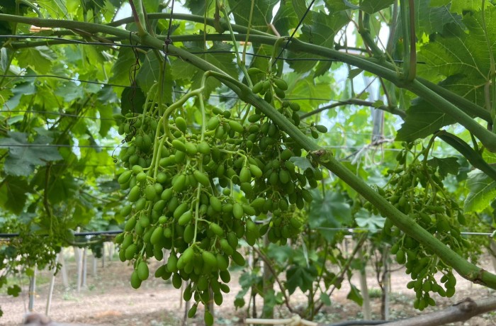 uva siciliana 2