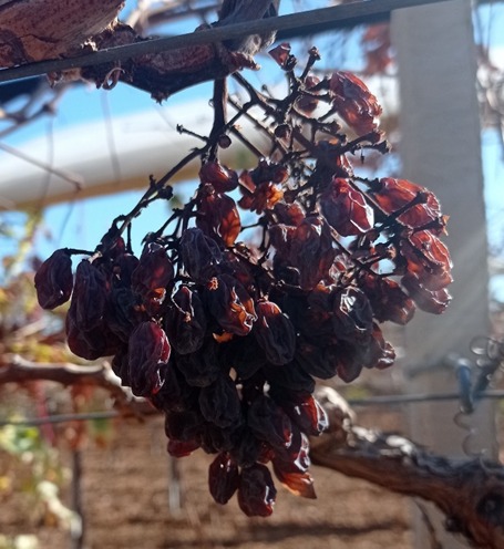 uva xylella