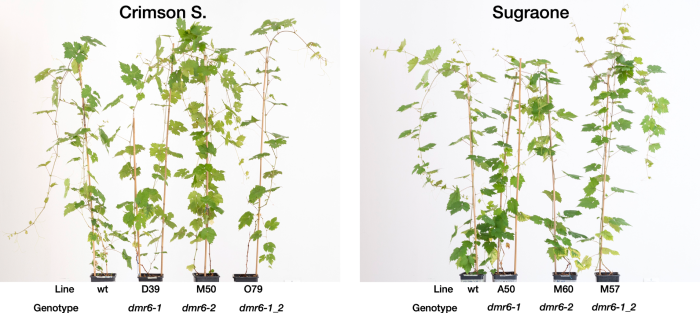 peronospora gene editing