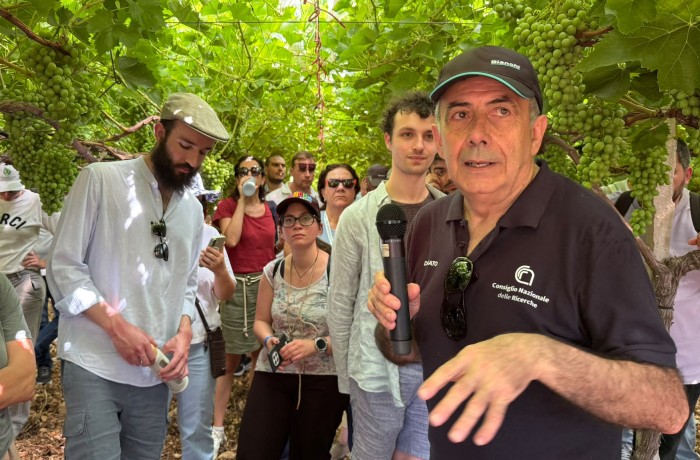 xylella su vite boscia uva
