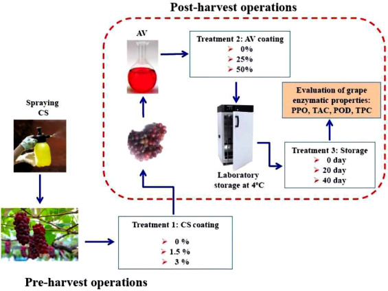 conservazione uva post-raccolta