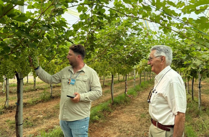 grape exhibition ivc 3
