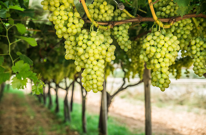 seedless