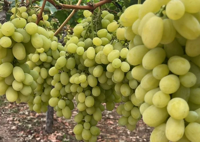 uva da tavola vittoria